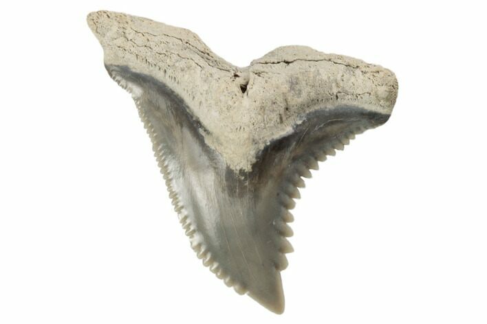 Snaggletooth Shark (Hemipristis) Tooth - Aurora, NC #194946